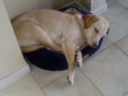 /album/photo-gallery-news/sleeping-bonnie-jpg1/